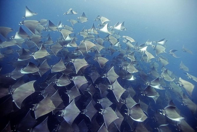 2 Tank Dive - Certified Divers (Santa Maria Bay & Chileno Bay) - Key Things That Make This Cabo Scuba Trip Worth a Look