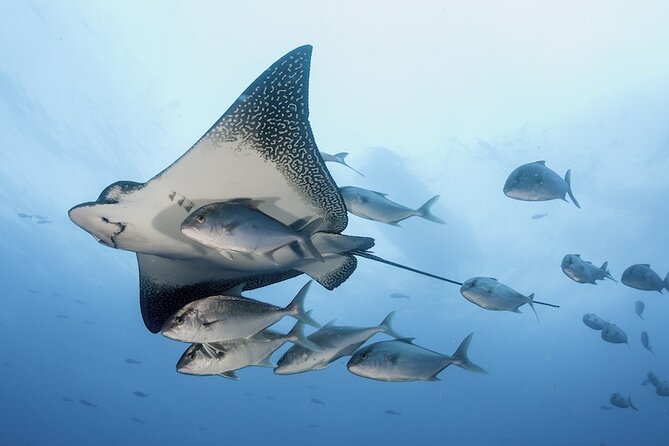 2 Tank Dive - Certified Divers (Santa Maria Bay & Chileno Bay) - Santa Maria & Chileno Bay: What You’re Actually Going For