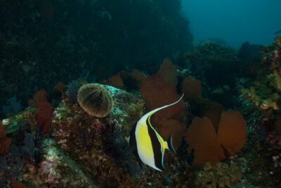 2 Tank Dive - Certified Divers (Santa Maria Bay & Chileno Bay) - The Morning Plan: A 5-Hour Window That Doesn’t Waste Your Time