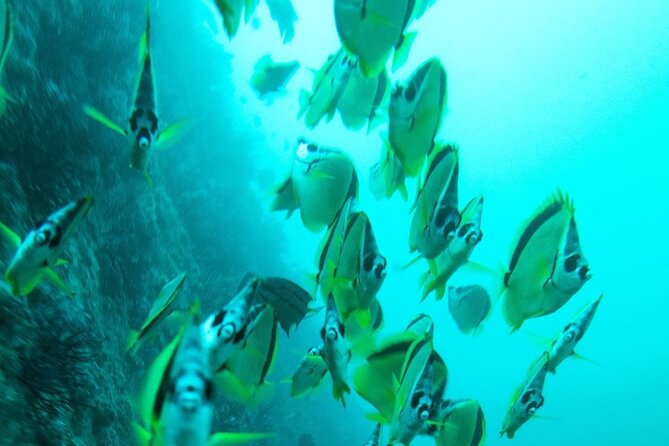2 Tank Dive - Certified Divers (Santa Maria Bay & Chileno Bay) - Photos Included: The USB Tip That Saves You Stress