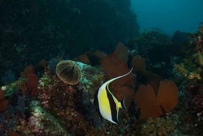 2 Tank Dive - Certified Divers (Santa Maria Bay & Chileno Bay) - The Morning Plan: A 5-Hour Window That Doesn’t Waste Your Time