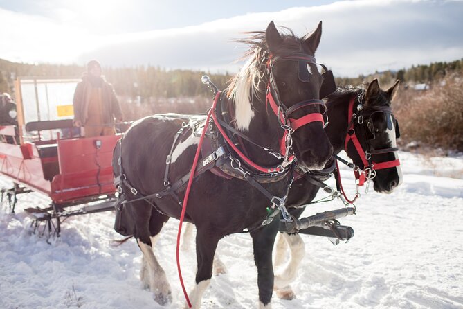 Christmas Horse-Drawn Sleigh/Carriage Ride from Salzburg - Key Things That Make This Salzburg Sleigh Day Work