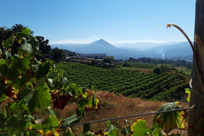 Classic Tasting | Quinta de Santa Cristina Vinho Verde - Quinta de Santa Cristina: Vinho Verde farm views and a calm pace from Braga