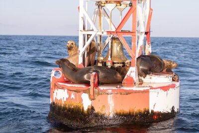 Coastal Cruise on Yacht in Santa Barbara - Wildlife Odds: Dolphins, Sea Lions, and Those Wow-Moments