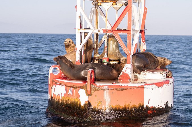 Coastal Cruise on Yacht in Santa Barbara - Booking Smoothly and Avoiding Sold-Out Surprises