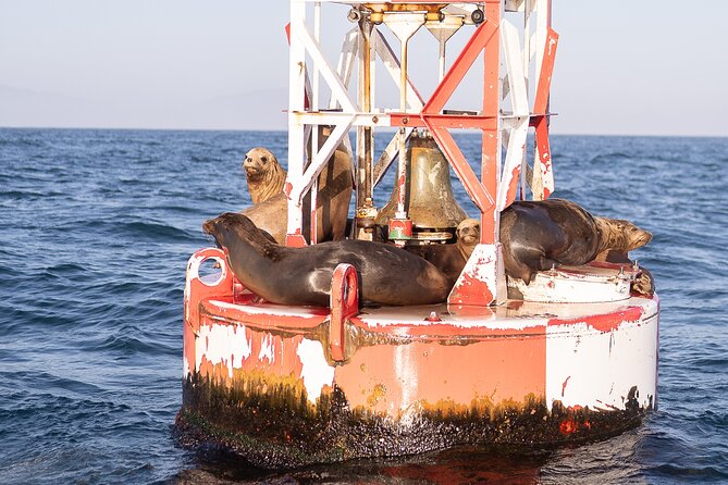 Coastal Cruise on Yacht in Santa Barbara - Wildlife Odds: Dolphins, Sea Lions, and Those Wow-Moments