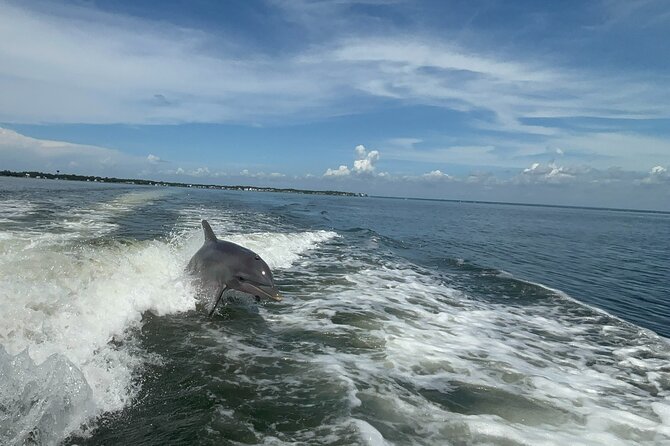Dolphin cruise in Santa Rosa Beach - Key things I loved on this dolphin cruise