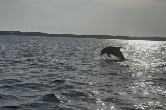 Dolphin cruise in Santa Rosa Beach - What the private dolphin cruise is like (2 to 4 hours)