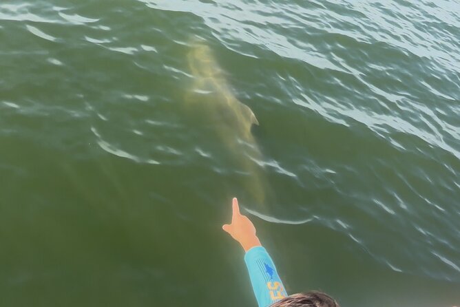 Dolphin cruise in Santa Rosa Beach - Water time and exploration: turning a sighting into a memory
