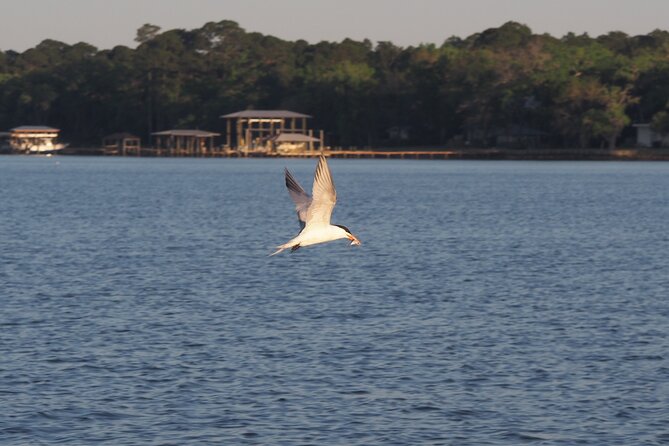 Dolphin cruise in Santa Rosa Beach - Who this dolphin cruise fits best