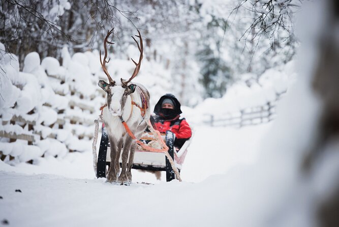 Husky and Reindeer Experience - Rovaniemi’s fast-hit Lapland plan: reindeer, huskies, and Santa Village