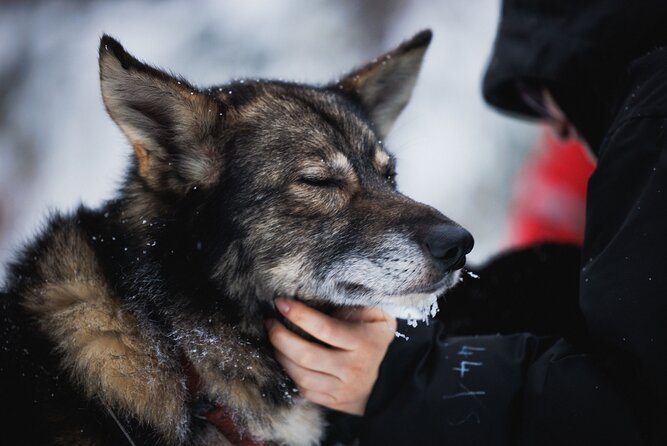 Husky and Reindeer Experience - Who should book this husky and reindeer combo in Rovaniemi