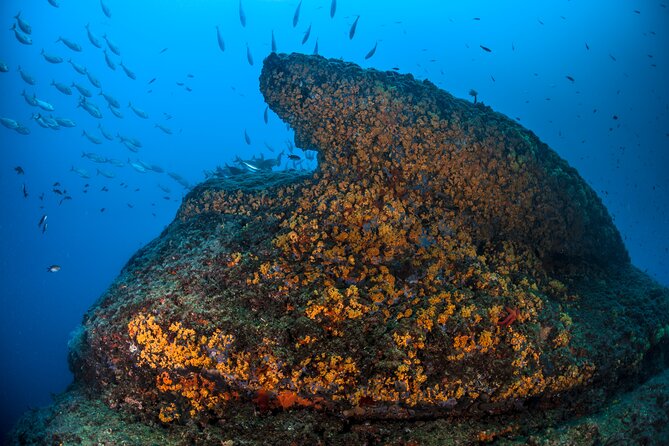 Immersion in Banco Santa Croce from Sorrento with Expert Guide - Banco Santa Croce: Why This Shoal Near Sorrento Gets Attention