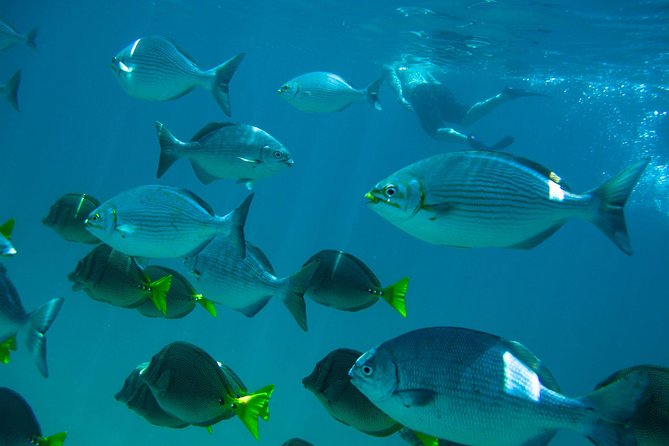 Los Cabos Snorkeling Tour to Chileno Bay and Santa Maria Cove - Price and value: why $95 can make sense in Cabo