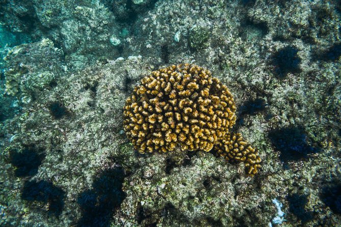Los Cabos Snorkeling Tour to Chileno Bay and Santa Maria Cove - Stop 2: Playa el Chileno and the reef snorkeling that people talk about