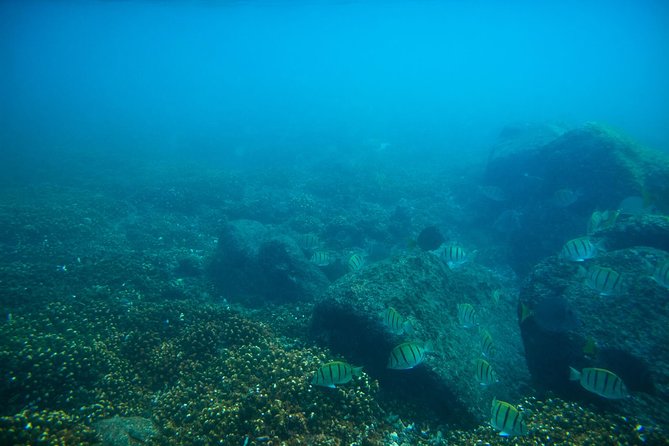 Los Cabos Snorkeling Tour to Chileno Bay and Santa Maria Cove - Gear, wetsuits, and the cold-water question you should take seriously