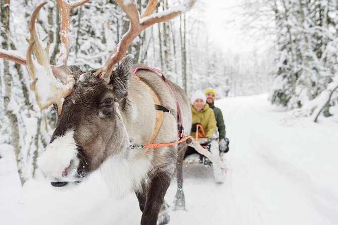 Meet Santa Claus & Santa's Reindeer Ride & Greet Huskies - Husky Greet and the 500m Ride in the Arctic Forest