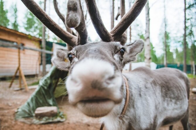 Meet Santa Claus & Santa's Reindeer Ride & Greet Huskies - Price and Value: Why This Can Feel Worth It (or Not)