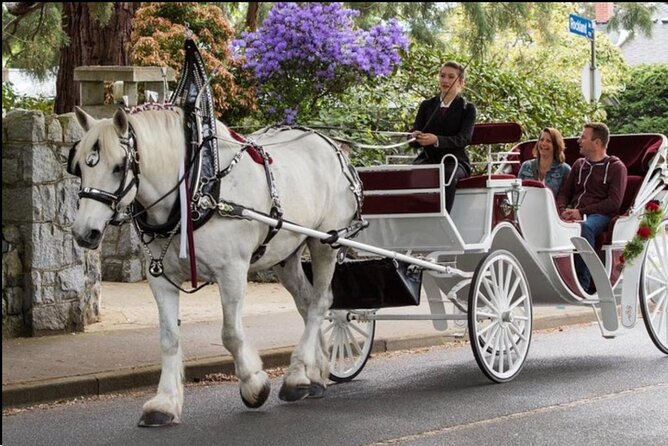 NYC : Magical Christmas Lights Private Horse Carriage Ride - The Driver and Horse Experience: Names, Personality, and Photo Help