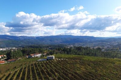 Premium Tasting | Quinta de Santa Cristina Vinho Verde - The Vineyard Walk: How Grape Varieties Actually Sit in the Ground