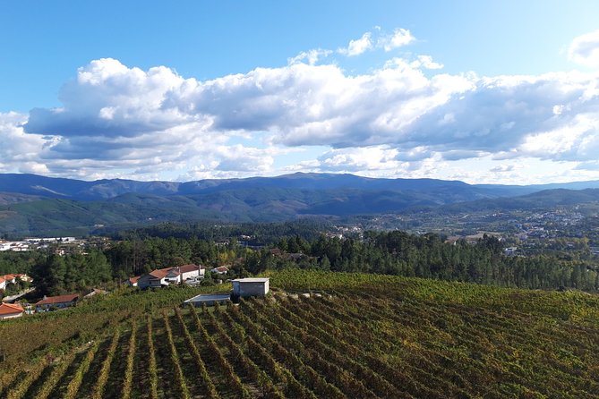 Premium Tasting | Quinta de Santa Cristina Vinho Verde - The Vineyard Walk: How Grape Varieties Actually Sit in the Ground