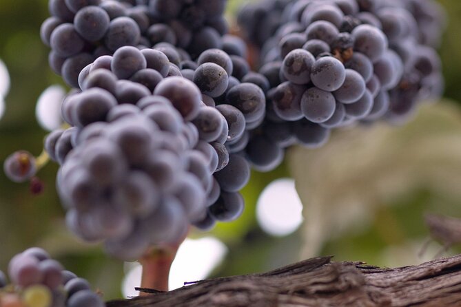 PRIVATE All-Inclusive 3-Winery Tour from Santa Barbara in S.Y.V. - Your guide and the small-group advantage (Anthony and Carrington as examples)