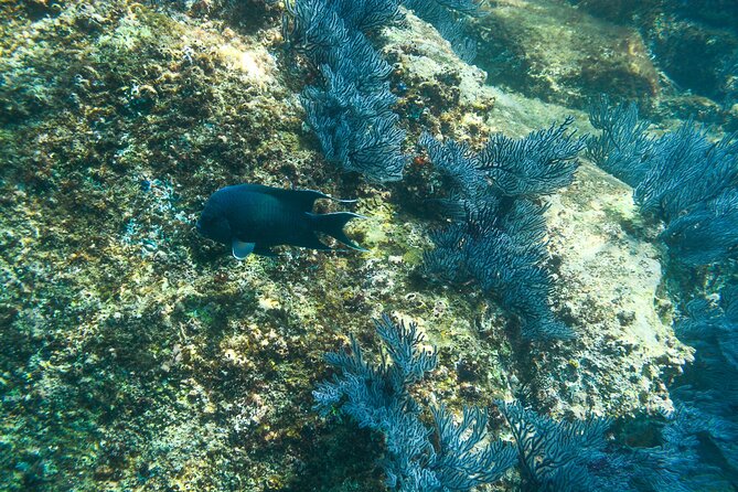 Private Los Cabos snorkeling tour to Chileno bay and Santa Maria cove - What you get (and what it means in real life)