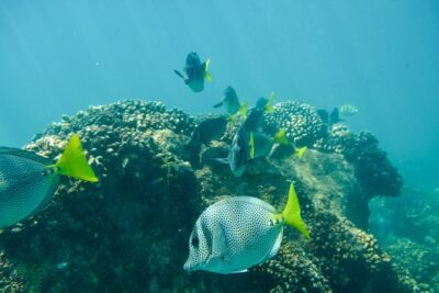 Private Los Cabos snorkeling tour to Chileno bay and Santa Maria cove - Stop 1: Santa María Beach and its pink-sand reef