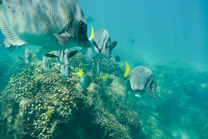 Private Los Cabos snorkeling tour to Chileno bay and Santa Maria cove - Price and value: what $125 per person is really paying for