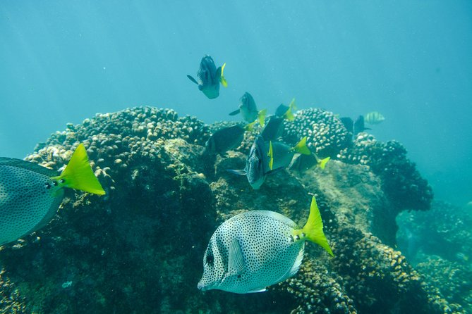 Private Los Cabos snorkeling tour to Chileno bay and Santa Maria cove - Stop 1: Santa María Beach and its pink-sand reef