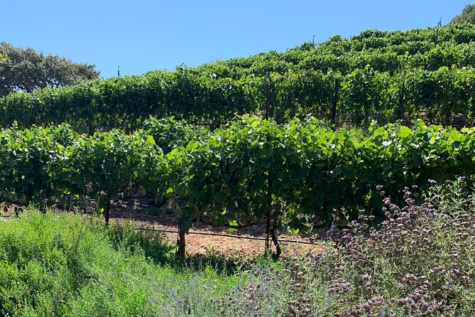 Private Santa Ynez Wine Tour (All-Inclusive) - Value and price: what $500.25 per person really buys you