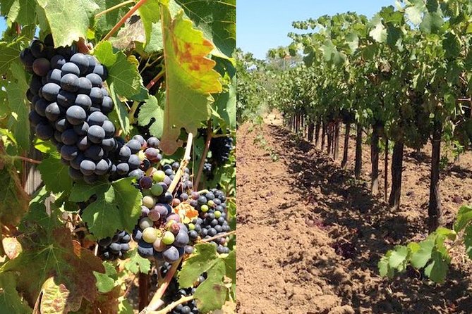 Private Wine Tasting Tour From Santa Ynez, Solvang or Buellton! - Key highlights to know before you go