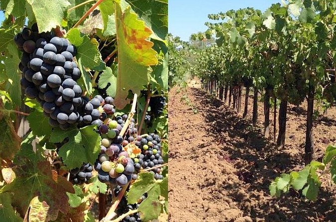 Private Wine Tasting Tour From Santa Ynez, Solvang or Buellton! - The winery lineup: what each stop can feel like