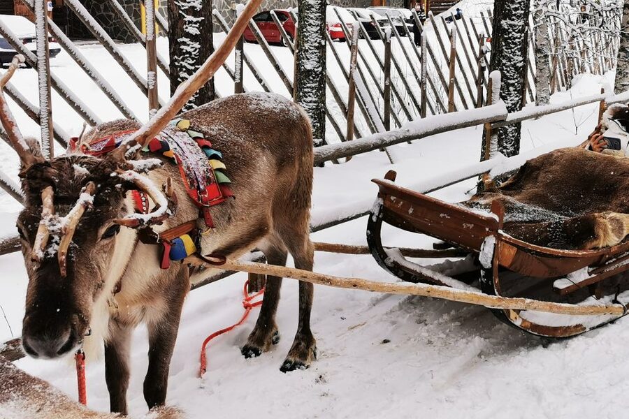 Rovaniemi: Meet Santa Claus, Reindeer Sleigh Ride & Huskies - Husky sleigh ride (500m): short, fast, and loud-in-a-good-way