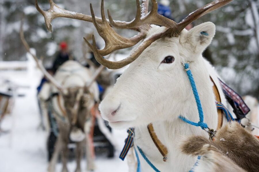 Rovaniemi: Meet Santa Claus, Reindeer Sleigh Ride & Huskies - Pickup and timing in Rovaniemi: a 5-hour day that starts and ends near you