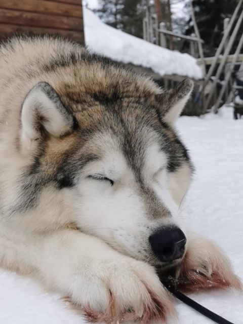 Rovaniemi: Meet Santa Claus, Reindeer Sleigh Ride & Huskies - What to expect on the ground: lines, snow gear, and “short but full”