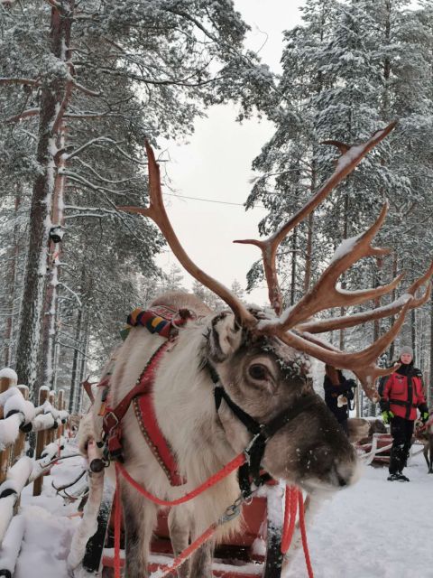 Rovaniemi: Meet Santa Claus, Reindeer Sleigh Ride & Huskies - Food, clothing, and weather reality