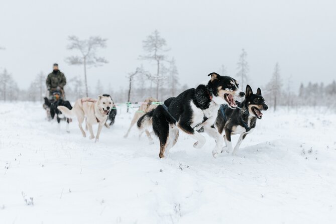 Rovaniemi Santa Claus Village Husky and Reindeer Tour VIP VAN - Where to meet: Revontuli Shopping Center area (and how to spot the van)