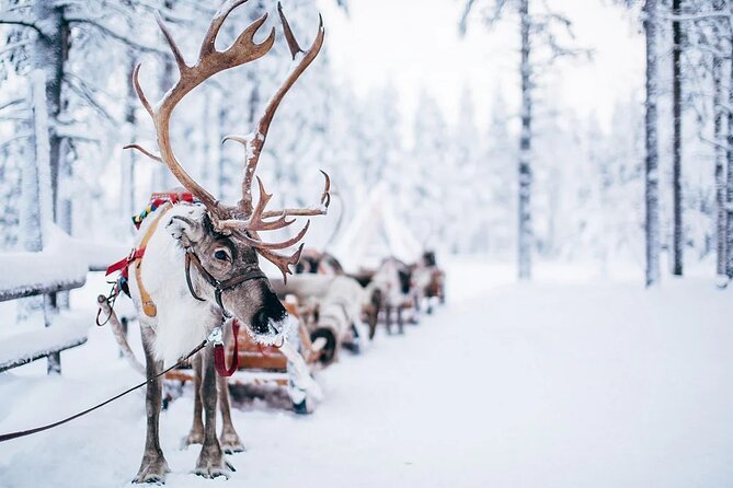 Rovaniemi Santa Claus Village Husky Reindeer Farm Arctic Museum - Lunch and pacing: where the day can feel smooth or crowded