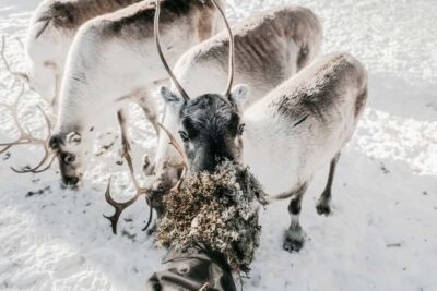 Rovaniemi: Visit to Santa's reindeer farm with reindeer ride - The elf-led minibus ride: your warm-up to Lapland winter