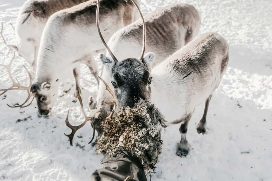 Rovaniemi: Visit to Santa's reindeer farm with reindeer ride - The elf-led minibus ride: your warm-up to Lapland winter