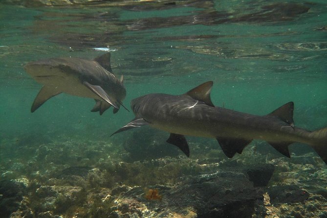 Sal Island: Shark Bay Shark Watching Experience from Santa Maria - Key things to know before you go