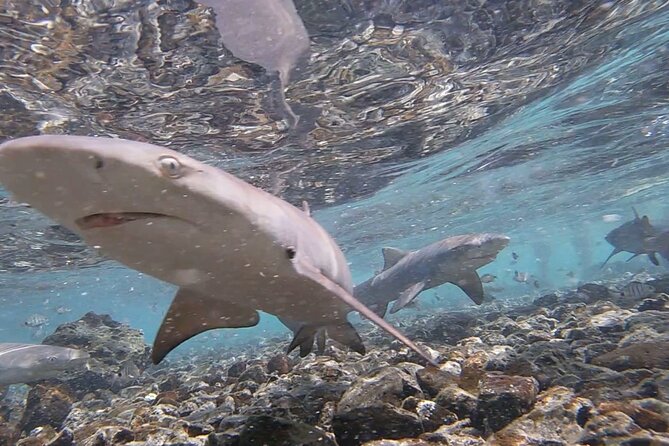Sal Island: Shark Bay Shark Watching Experience from Santa Maria - Lemon Sharks at Shark Bay: what makes this experience work