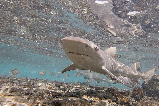 Sal Island: Shark Bay Shark Watching Experience from Santa Maria - The “walk-in” part: rocky entry, water shoes, and calm guidance