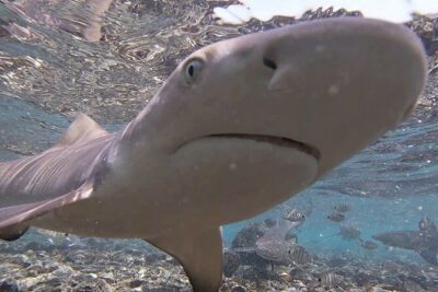 Sal Island: Shark Bay Shark Watching Experience from Santa Maria - Getting from Santa Maria to the eastern beach (25-minute transfer)