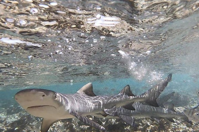 Sal Island: Shark Bay Shark Watching Experience from Santa Maria - Swimming and shark time: what it feels like in the bay