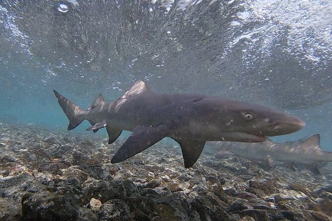 Sal Island: Shark Bay Shark Watching Experience from Santa Maria - Photos and gear that actually help (GoPro, waterproof phone cases, towel)