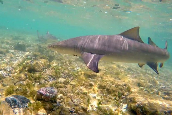 Sal Island: Shark Bay Shark Watching Experience from Santa Maria - Price and value: what you get for about $34.89