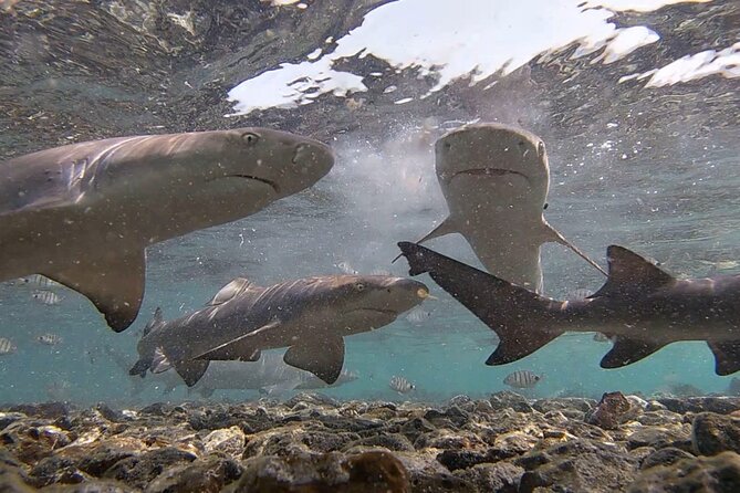Sal Island: Shark Bay Shark Watching Experience from Santa Maria - Who should book, and who might skip Shark Bay