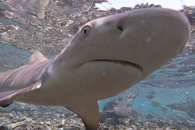 Sal Island: Shark Bay Shark Watching Experience from Santa Maria - Getting from Santa Maria to the eastern beach (25-minute transfer)